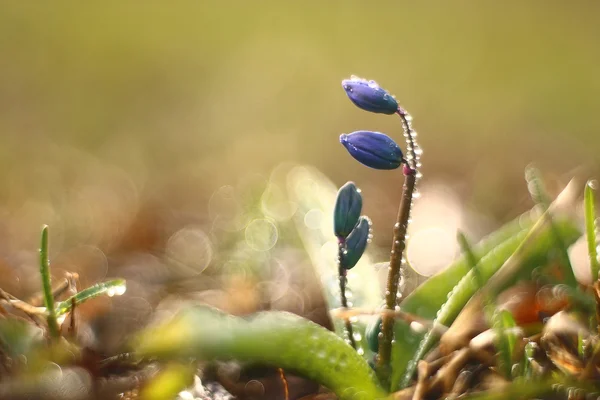 Blaue Frühlingsblumen — Stockfoto