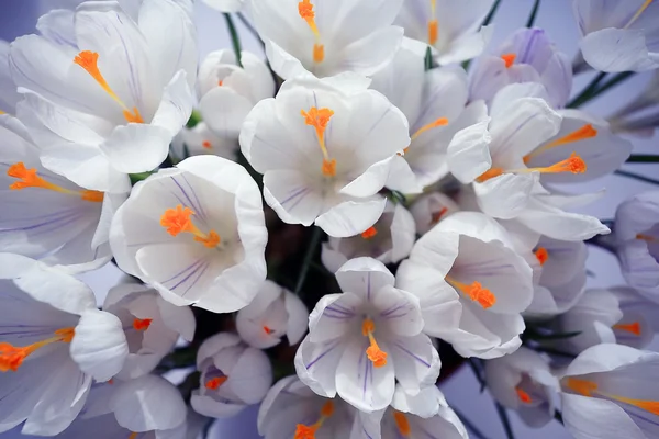 Lente boeket van bloemen — Stockfoto