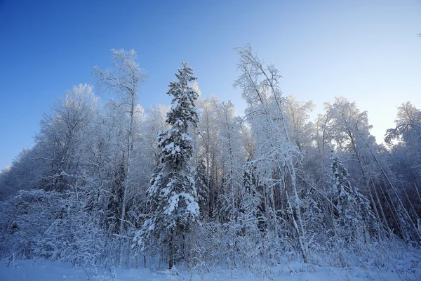 Journée froide d'hiver — Photo