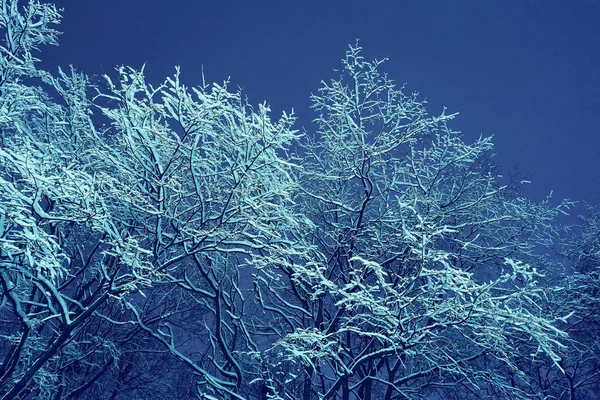 Inverno notte sfondo — Foto Stock