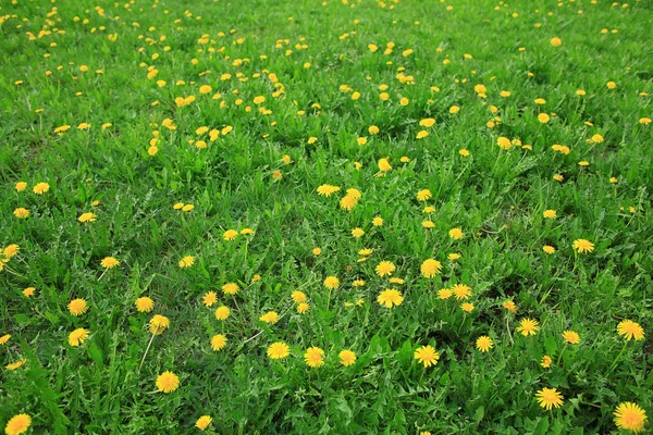 Dientes de león amarillo flores —  Fotos de Stock