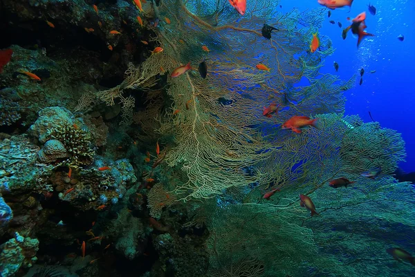 Agnello di pesce di mare — Foto Stock