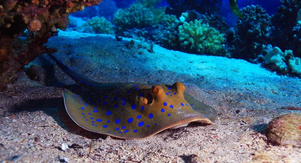 Stingray hayvan deniz dibinin üzerinde — Stok fotoğraf