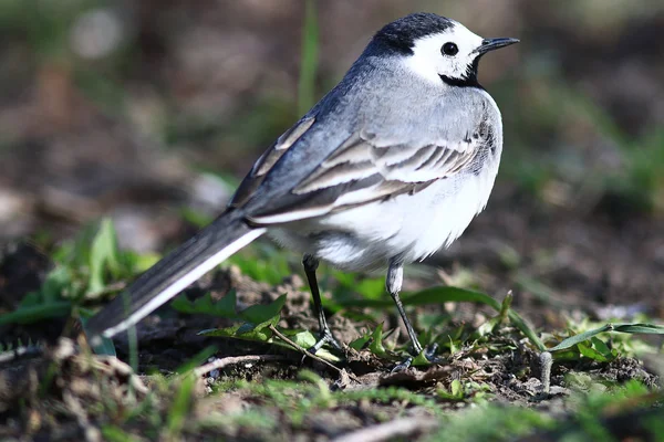 Little bird Wagtail — стоковое фото