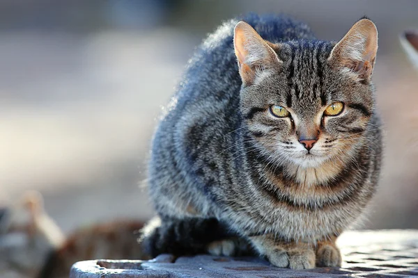 灰色的西伯利亚猫 — 图库照片