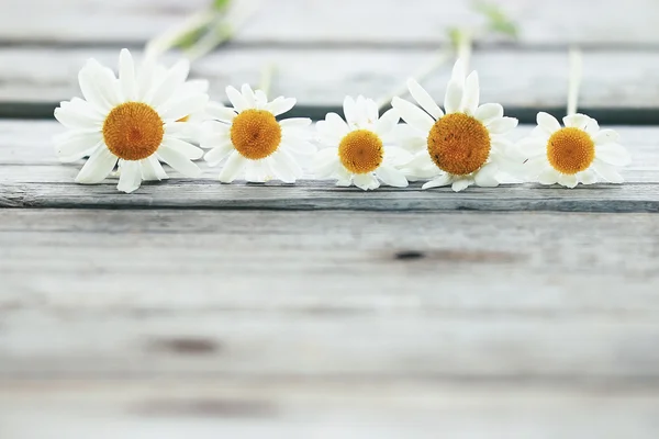 夏カモミールの花 — ストック写真