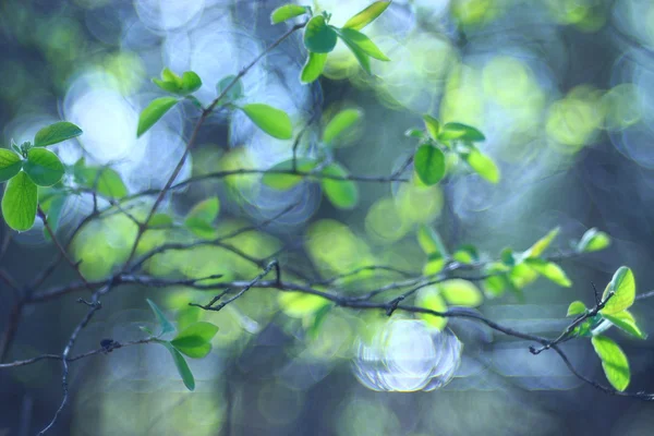 Blurred spring background — Stock Photo, Image