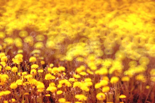 Dientes de león amarillo flores — Foto de Stock