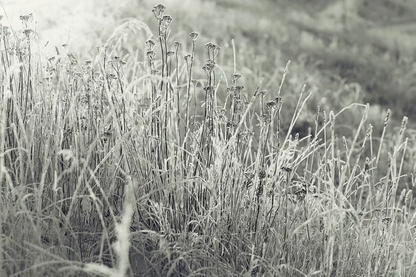 Paisagem monocromática de inverno — Fotografia de Stock