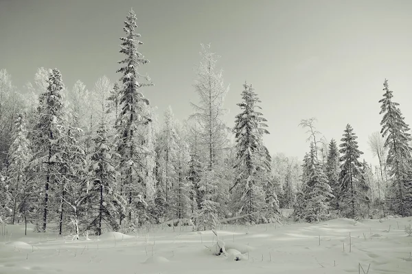 Fekete-fehér téli táj — Stock Fotó