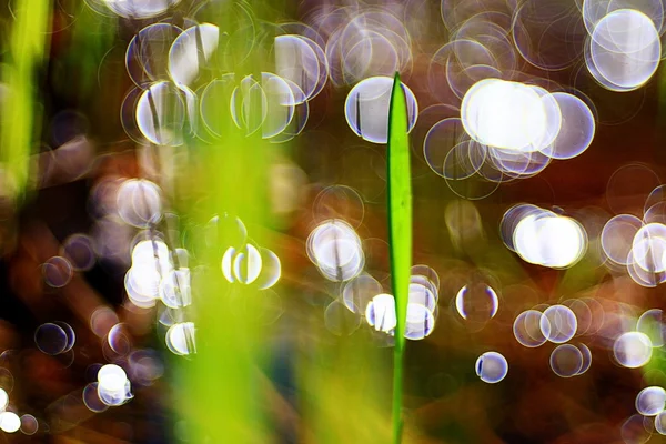 Abstraktní pozadí bokeh — Stock fotografie