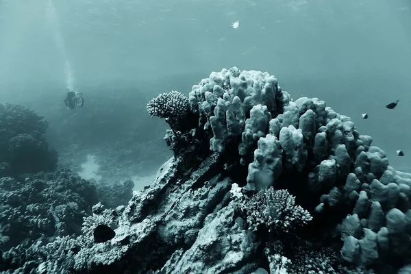 Τροπική θάλασσα κάτω από το νερό — Φωτογραφία Αρχείου