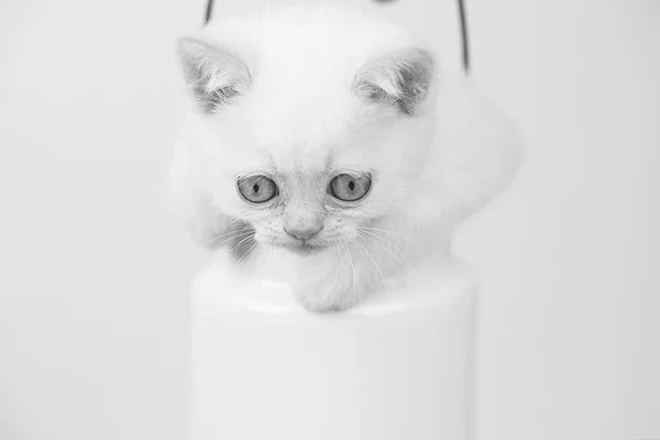 White British kitten — Stock Photo, Image