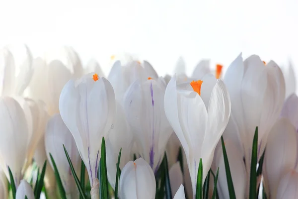 섬세 한 흰 꽃 — 스톡 사진