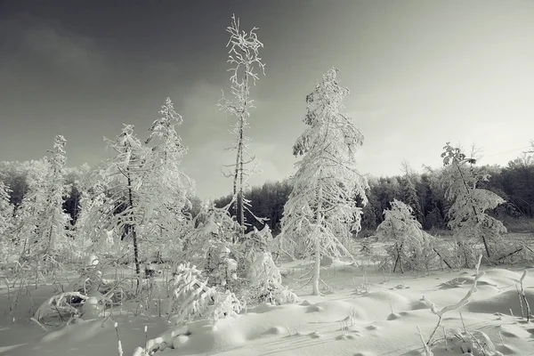 Paesaggio invernale monocromatico — Foto Stock