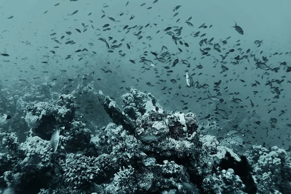 Риба на кораловому рифі — стокове фото