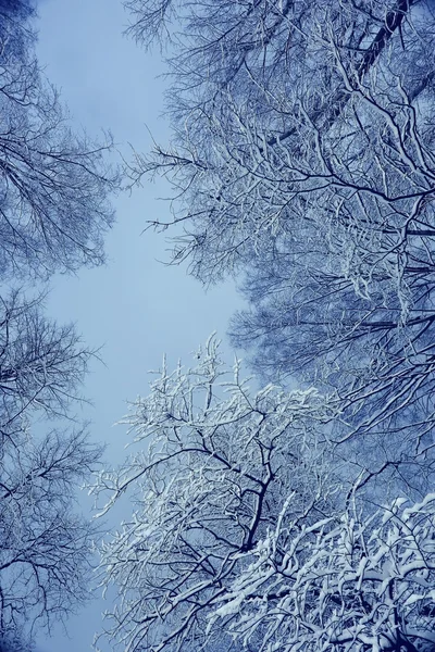 겨울 밤 배경 — 스톡 사진