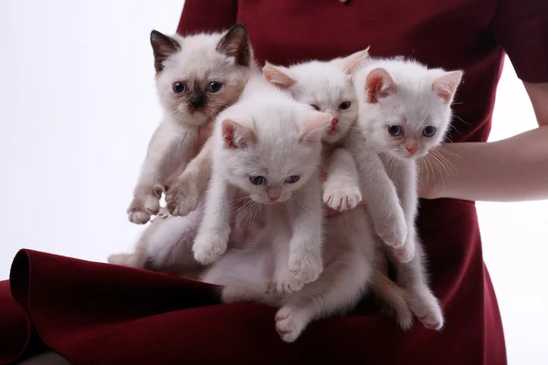 Gatinhos nas mãos da mulher — Fotografia de Stock