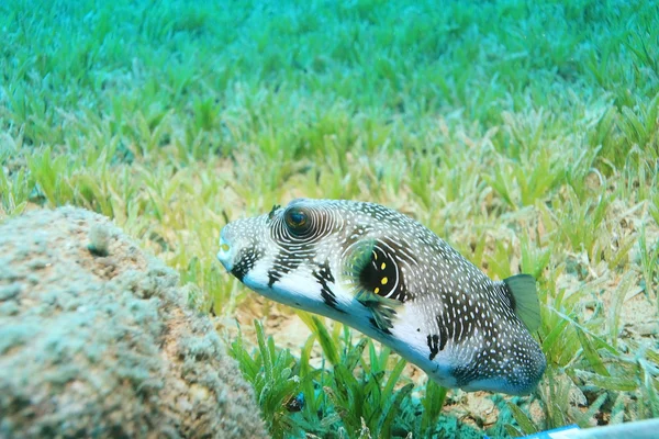 Unusual saltwater fish — Stock Photo, Image