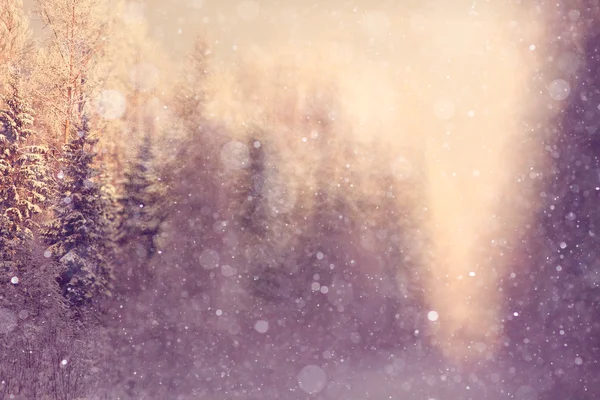 Sfondo invernale con foresta sfocata — Foto Stock