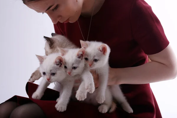 Kittens in the hands of woman — Stock Photo, Image