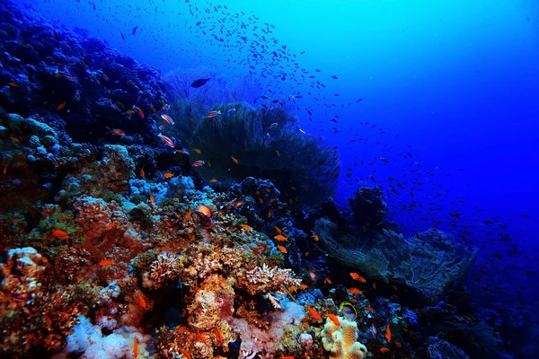 Korallenriff im warmen Meer — Stockfoto