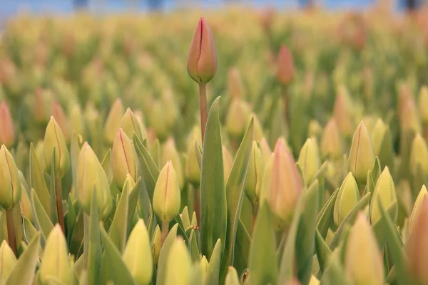 Vackra våren tulpaner — Stockfoto