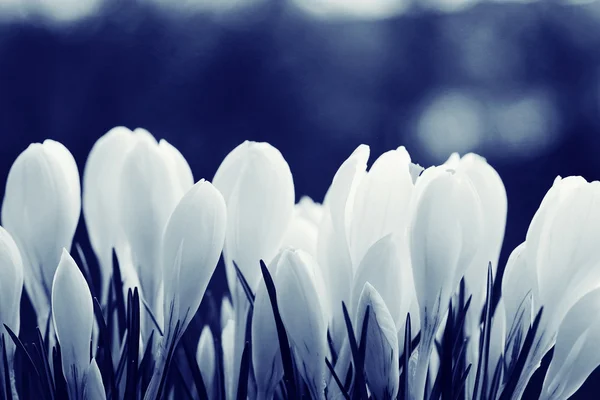 Spring white flowers — Stock Photo, Image