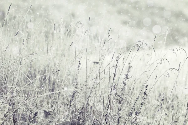 Gräset täckt med vit rimfrost — Stockfoto
