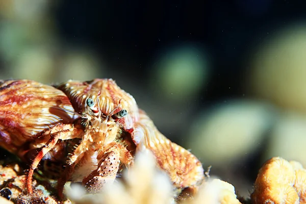 actinium animal underwater