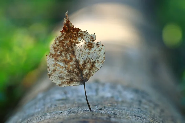 Concetto primavera autunno — Foto Stock