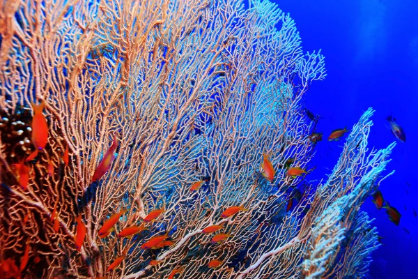 Gorgonian, a korall-zátony — Stock Fotó