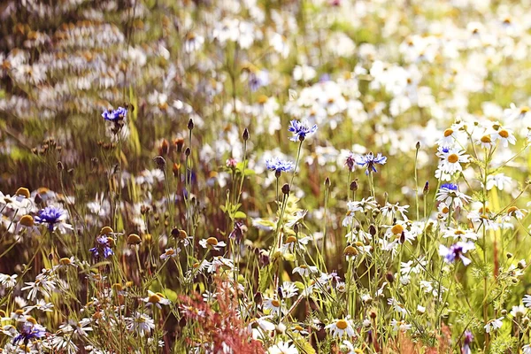 Spring background wild flowers — Stock Photo, Image