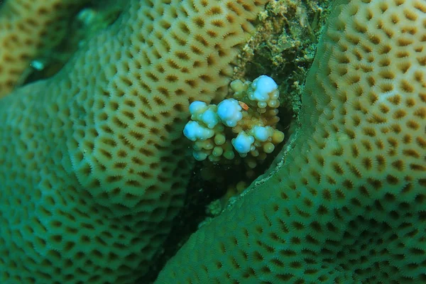 Ramos de coral subaquático — Fotografia de Stock