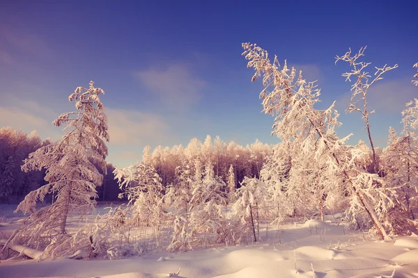 Winter cold day — Stock Photo, Image