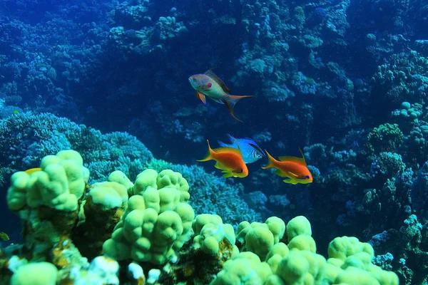 Fish on the coral reef — Stock Photo, Image