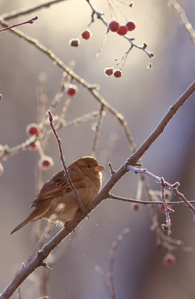 Tavasszal a kis madár — Stock Fotó