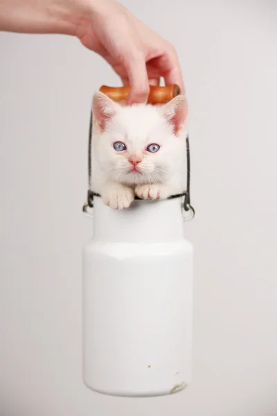 Cute kitten in milk can — Stock Photo, Image