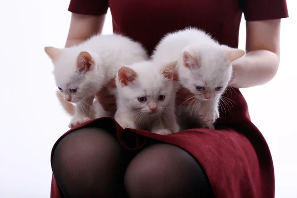 Kittens in de handen van de vrouw — Stockfoto