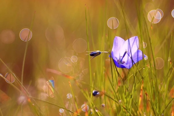 Sfondo con erba di primavera — Foto Stock