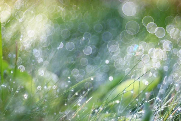 Background with Spring grass — Stock Photo, Image