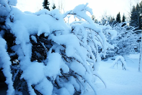 Fundo borrado inverno — Fotografia de Stock