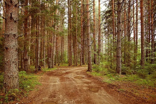 Primavera floresta fundo — Fotografia de Stock