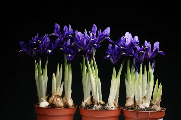 Purple irises flowers — Stock Photo, Image