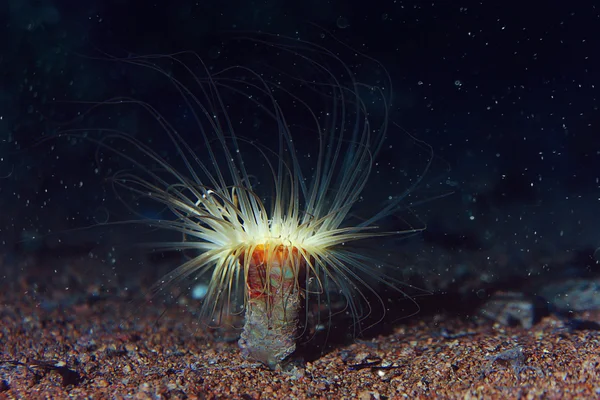 aktinyum arka plan üzerinde mercan