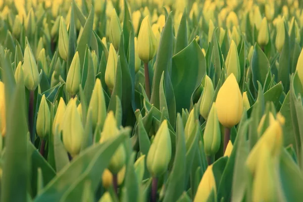 Vackra tulpaner blommor — Stockfoto