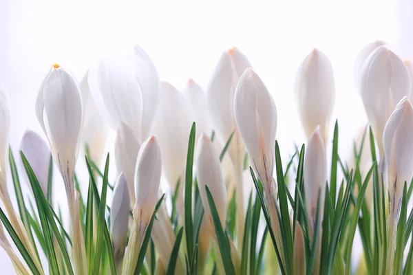 投标春天白色的花朵 — 图库照片