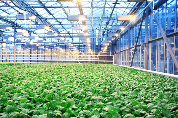 Agribusiness växthus med plantor — Stockfoto