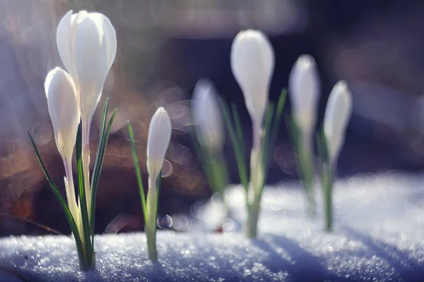 Delicate white flowers — Stock Photo, Image