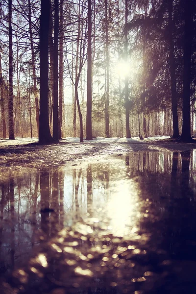 春の太陽の森の風景 — ストック写真